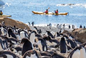 South Georgia and Antarctic Peninsula: Penguin Safari