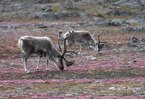 Three Arctic Islands: Iceland, Greenland, Spitsbergen