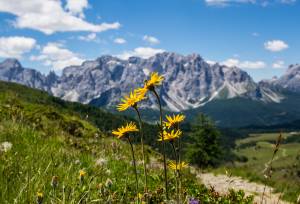 Nemes Alp walk