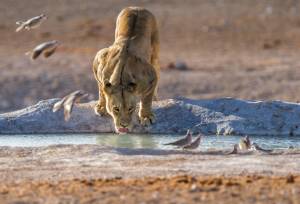 Botswana & Namibia: Delta & Dunes