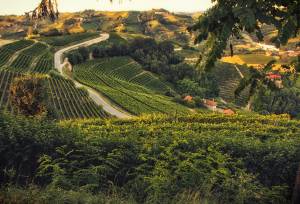 Vineyards in Langhe hills in Barolo area, Piedmont