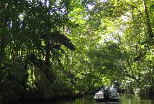 Mangroves of Tortuguero
