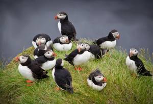 Iceland Circumnavigation: Helicopters, Glaciers and Volcanoes