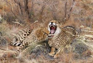 Cheetahs at the Namib Carnivore Conservation Centre