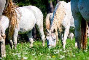 Lipica Stud Farm