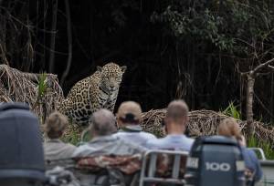 Jaguar, Pantanal Brazil