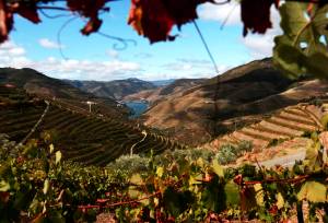 Douro Valley vineyards