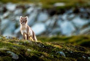 Svalbard in Spring: Sea Ice, Pristine Snow and Wildlife
