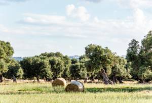 Olive trees in the countryside near the medieval white village of Ostuni