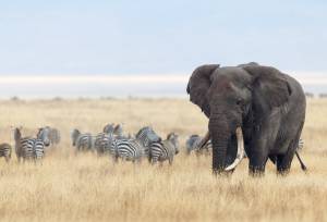 Safari Add-on Tour – after Lemosho Route