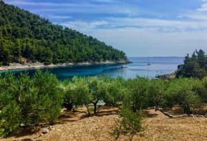 Olive trees in Papnat