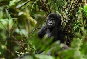 Gorillas & Masai Mara – Camping