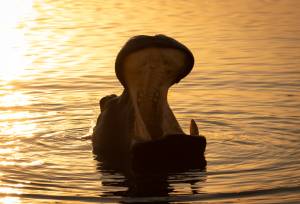 South Africa: Walking & Wildlife