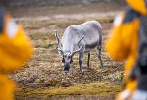 Svalbard in Summer: Tundra, Whales and Wildlife