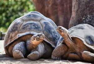 Highlights of Ecuador & the Galapagos