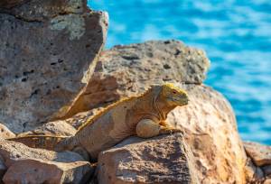 Galapagos Escape – Solaris (Itinerary C)