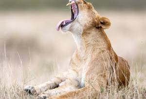 Gorillas & Masai Mara – Camping