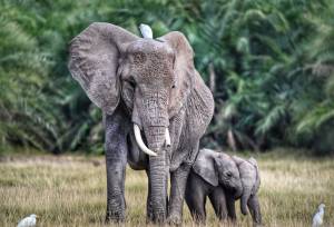 Kenya & Tanzania Adventure