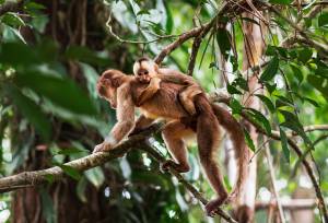Amazon Add-on Tour – Napo Cultural Center