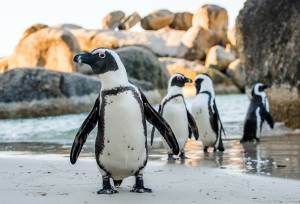 Cape Town to Victoria Falls – Hotel/Lodge