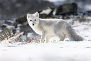 Svalbard Explorer: Best of High Arctic Norway