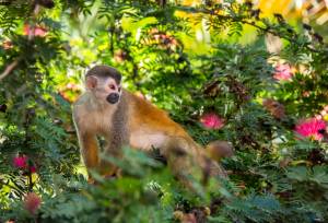 Squirrel Monkey (Saimiri Oerstedii)
