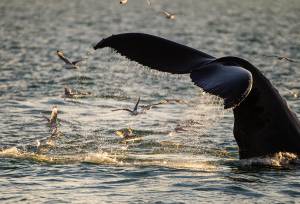 Svalbard in Summer: Tundra, Whales and Wildlife