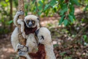 Madagascar Wildlife Adventure