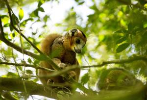 Madagascar Wildlife Adventure (2027)