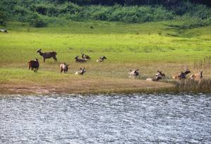 Highlights of Kerala
