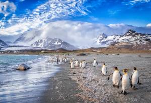 South Georgia and Antarctic Peninsula: Penguin Safari