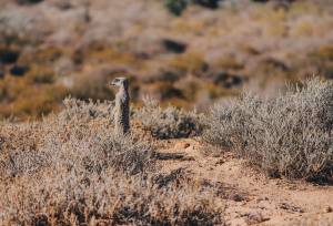 Discover South Africa’s Garden Route