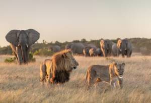 Best of the Garden Route – Premium Adventure