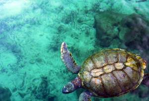 Costa Rica Marine life