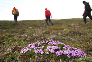 Svalbard Arctic Adventure – Polar Summer