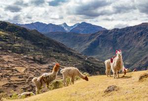 Lares Trek to Machu Picchu