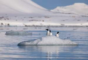 Svalbard in Spring: Sea Ice, Pristine Snow and Wildlife