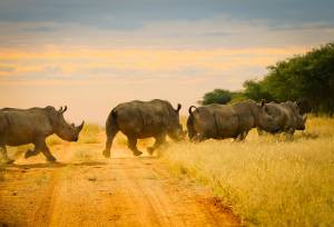 Eagle’s Rest Lodge_Activities Rhinos