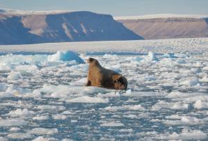 Canadian Arctic: Wildlife, Helicopters, & the Northwest Passage (Kangerlussuaq)
