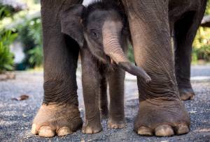 elephants in Thailand