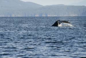 Whales & Bears of British Columbia