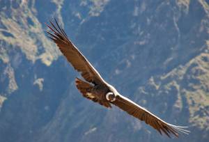 Condor, Colca Canyon