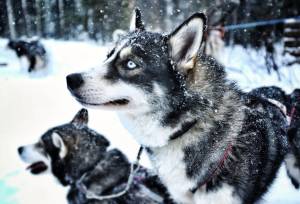 Finnish Wilderness Week