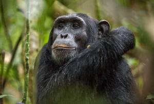 Chimps & Gorillas of Uganda