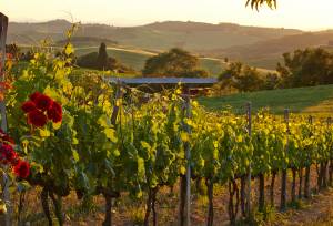 fondo de campo de uva