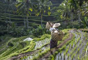 Primates & Dragons of Indonesia