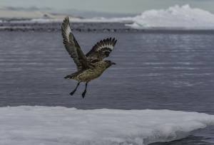 Svalbard in Summer: Tundra, Whales and Wildlife