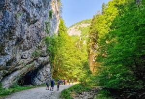 Carpathian Walking & Bears