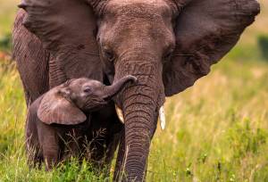 Kenya Safari Adventure