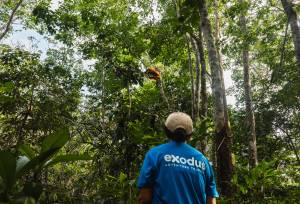 Primates & Dragons of Indonesia